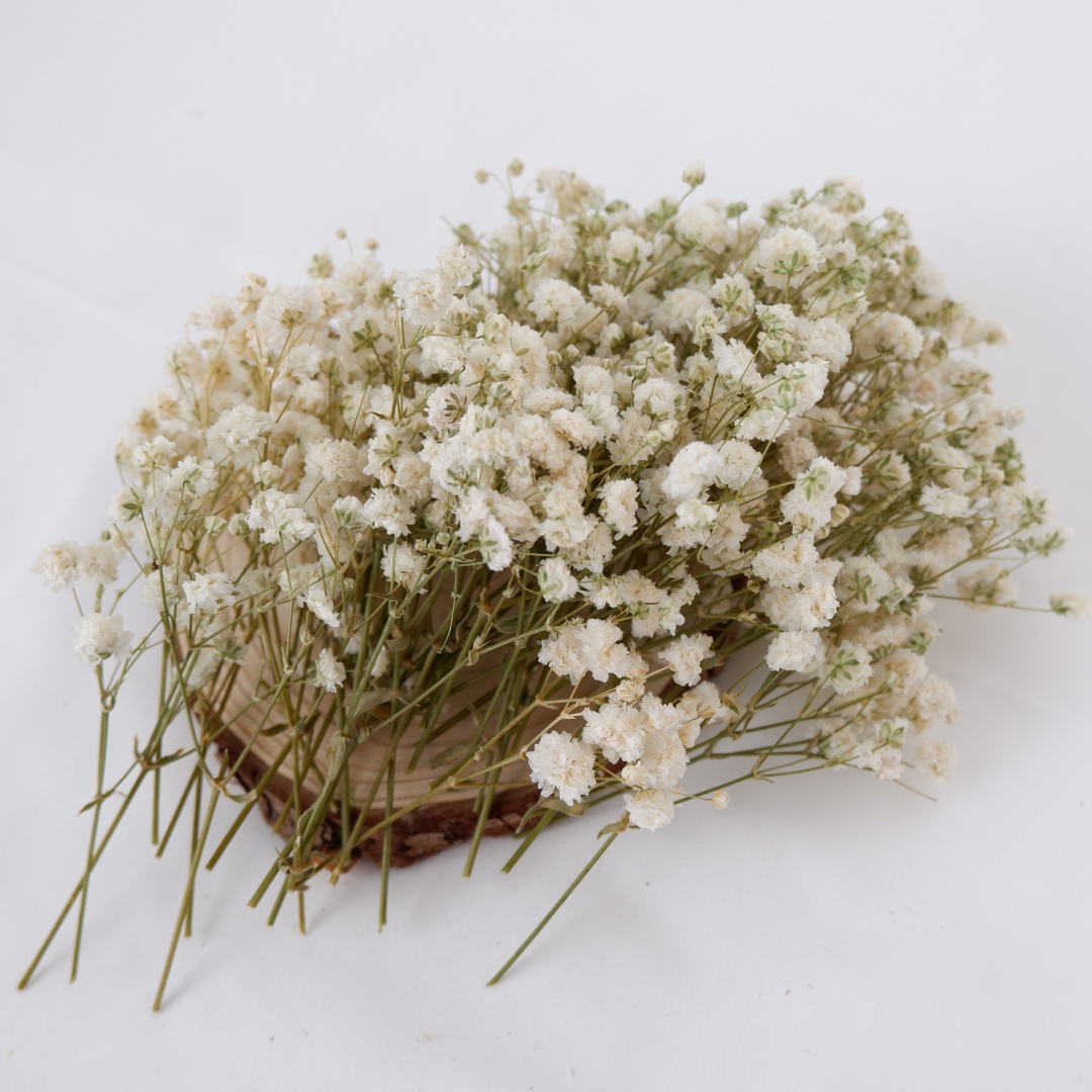 Dried Flowers White Mini Dried - Home Decor Vase With Flowers review and price